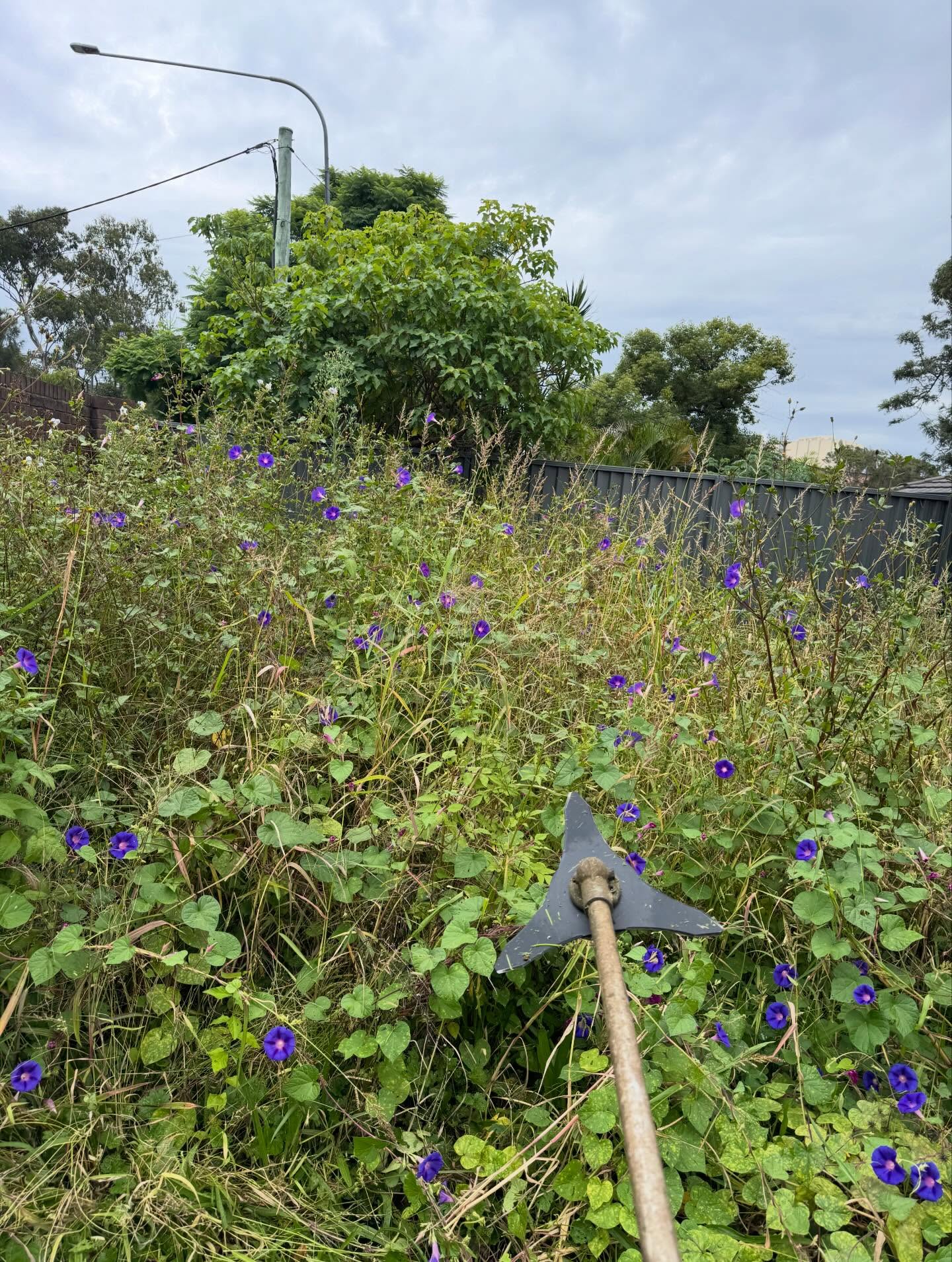 Hedge trimming work